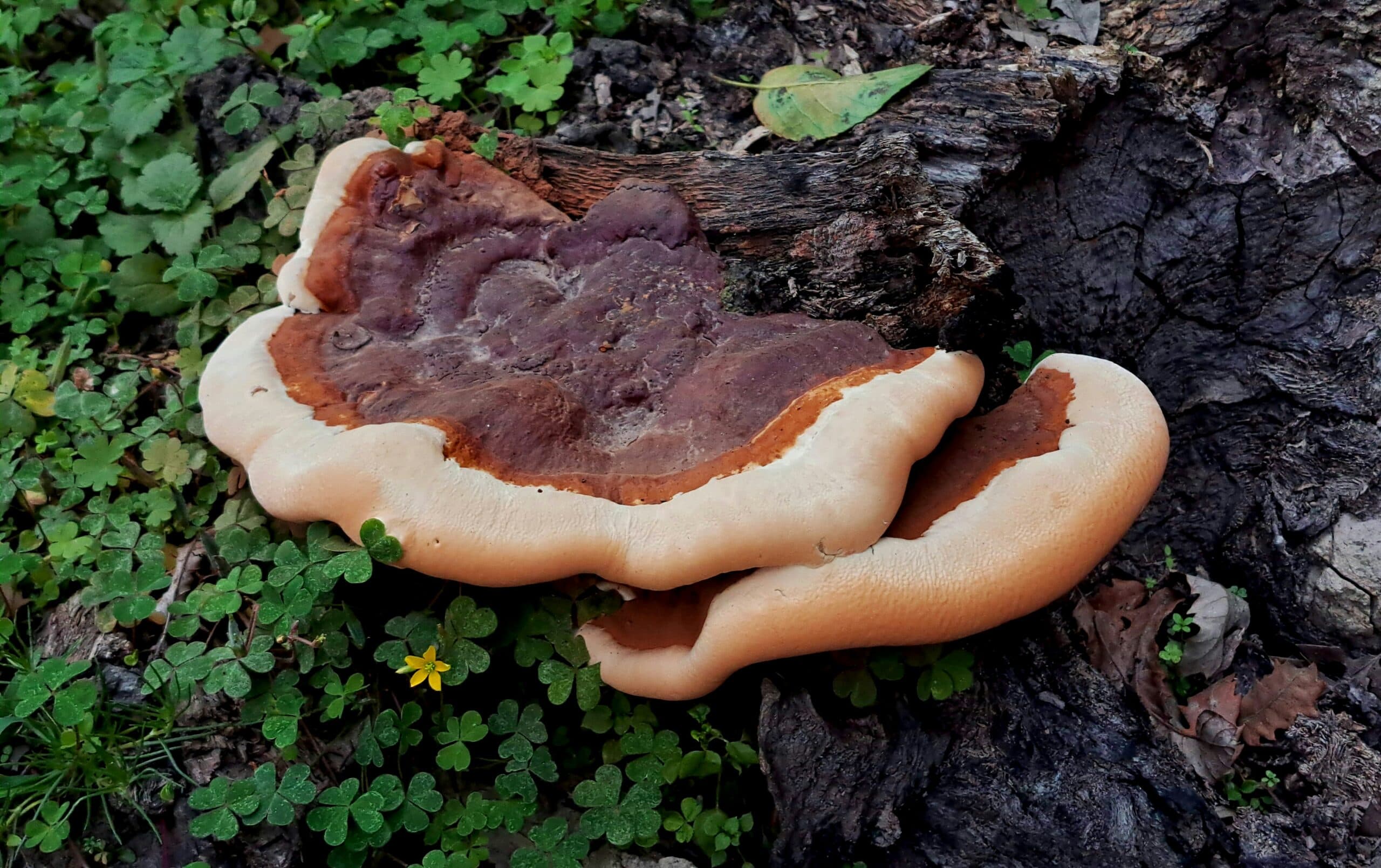 MICOCOMPLEX – BIO: certified organic mushrooms extracts